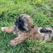 USAIN BOLT, Shih Tzu