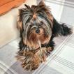 SOCRATE