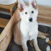 Freyja, Perro Pastor Alemán