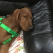 Fabio, Setter Irlandés