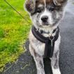 LAÏKA, Akita Japonés