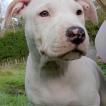 Snow, American Staffordshire Terrier