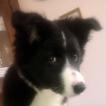 Lizzie, Border Collie