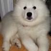 LOUPNA, Samoyedo