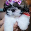 Pandora, Shih Tzu