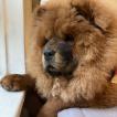 Aria, Chow Chow