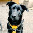 Sully, Berger Allemand