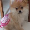 Nina, Keeshond
