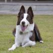 Huron, Border Collie