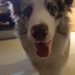 STARK, Border Collie