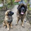 Stan, Leonberg