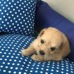Kaleu, Caniche