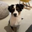 Sunny, Berger Australien