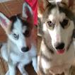 Duque, Siberian Husky
