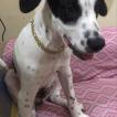Snoopy, Dalmatien