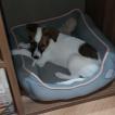 Phoebe Buffay, Parson Jack Russell Terrier (De Pelaje Corto - Suave)