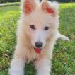 Shazam, Berger Blanc Suisse