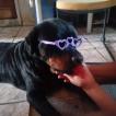 Thor, Rottweiler