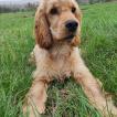 ROMEO, Cocker Spaniel Inglés