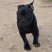 Ashkann, Staffordshire Bullterrier