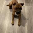 Sanka Von Der Schwarzer Damon, Staffordshire Bull Terrier