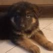 Tyson, Pastore tedesco