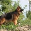 River Song, German Shepherd Dog