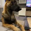 Shadow, Berger Malinois