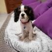 S lucky, Cavalier King Charles Spaniel