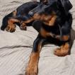 Shadow, Beauceron