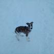 Spot, Whippet