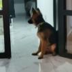 Budy, Perro Pastor Alemán