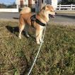Sensei, Akita Inu