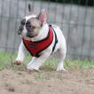GASPAR, Bulldog Francés