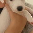 Pandora, Parson Jack Russell Terrier (De Pelaje Corto - Suave)