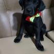 DRACO, Labrador Retriever