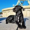 Odin, Cane Corso