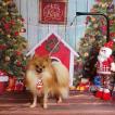George Lion, Keeshond