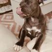 Sacha, Staffordshire Bull Terrier