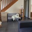 Radja, Golden Retriever