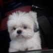 Nano, Shih Tzu