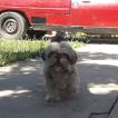 Mía, Shih Tzu