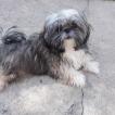 Lulú, Shih Tzu