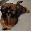Scoubidou, Shih Tzu