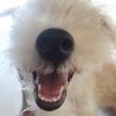 Meg, Caniche