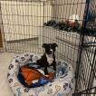 Thor, Staffordshire Bull Terrier
