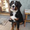 India, Bernese Cattle Dogs