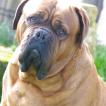 Mitsuko, Dogo De Burdeos