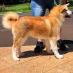 Shirai Riu, Akita Inu
