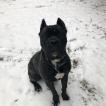 Remi, Cane Corso